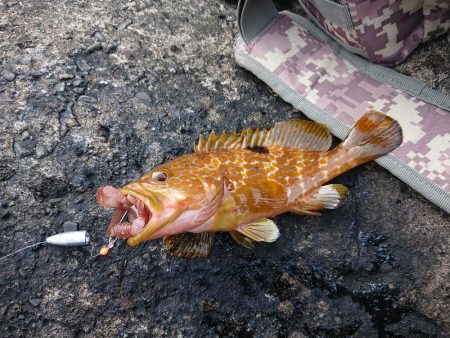 アオリにキジハタ釣り